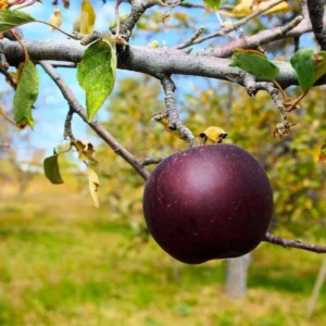 Apple Trees – Arkansas Black Apple Tree