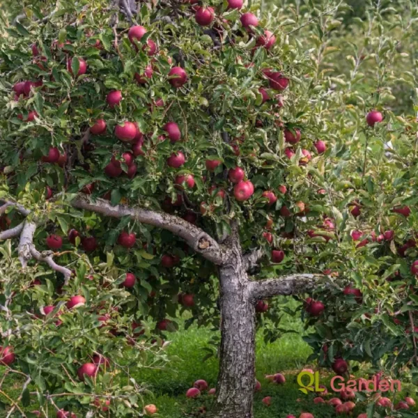 Apple Trees - Arkansas Black Apple Tree