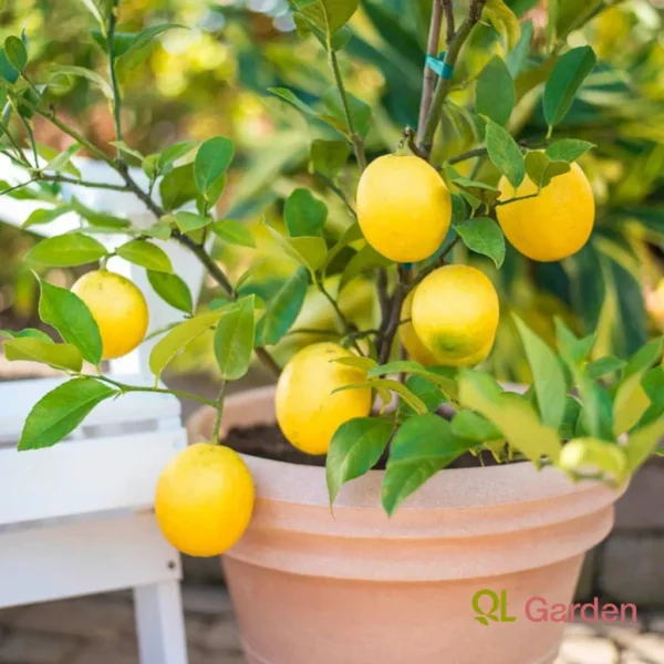 Meyer Lemon Tree - Lemon Tree 1-2 feet