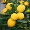 Meyer Lemon Tree – Lemon Tree 1-2 feet