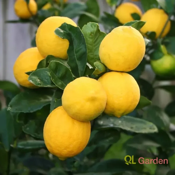 Meyer Lemon Tree - Lemon Tree 1-2 feet