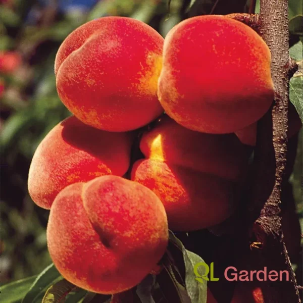 Peach Tree - Elberta Peach Tree 4-5 feet