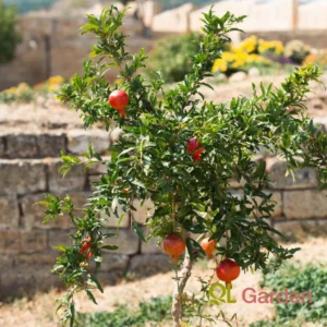 Pomegranate Tree