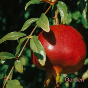 Pomegranate Tree 2-3 Feet – Angel Red Pomegranate Tree